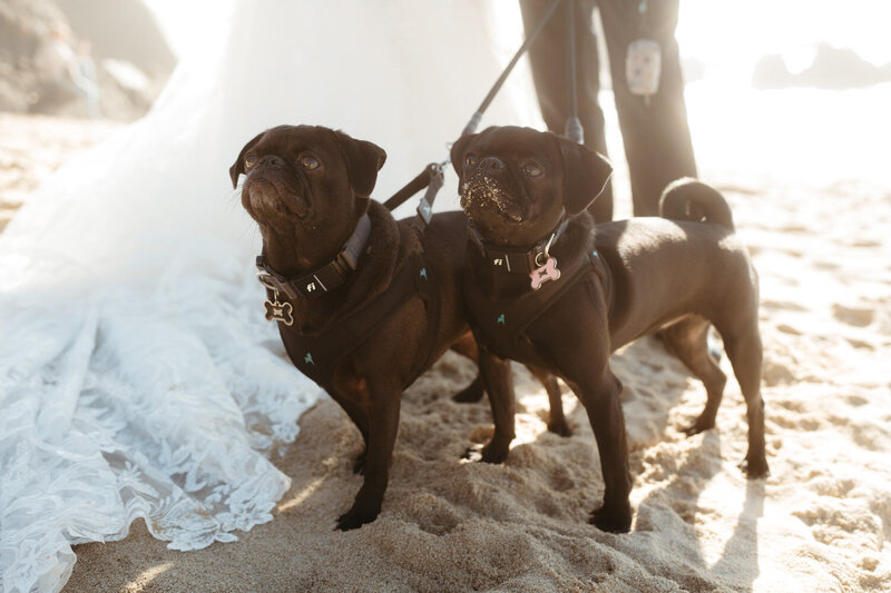 Elopement Ideas with Family | Eloping couple with their dogs at their ceremony
