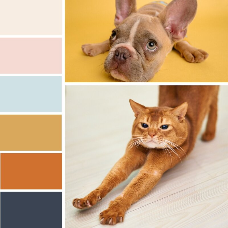 Branding and colour palette for a pet brand