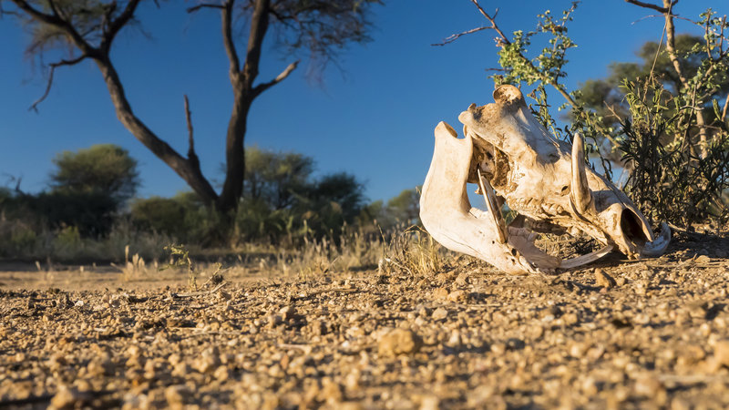 Life is brutal in Namibia. In the field with Omujeve Safaris and Raven 6 Studios