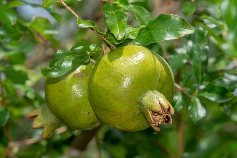 Green Pomegranite