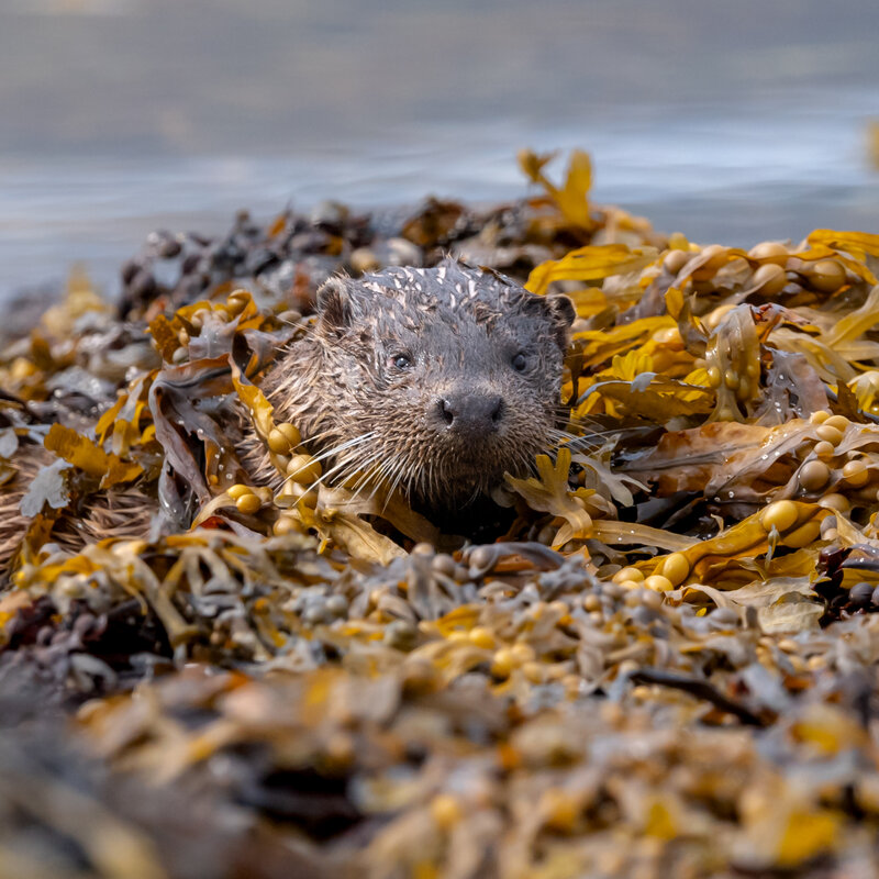 Isle of Mull photography workshop otters wildlife