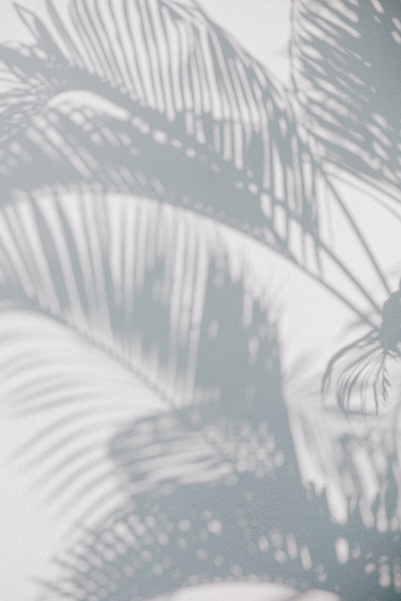 Shadows of palm leaves cast on a textured white wall, capturing the essence of destination weddings by a traveling wedding photographer.