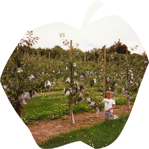 A young boy is standing in the middle of an apple orchard. The photo is very old. The apple trees are young with bags over the apples to keep the pests away.