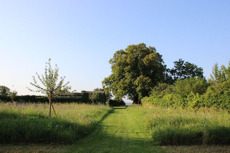 Graminées et chemin vers l'horizon et un arbre