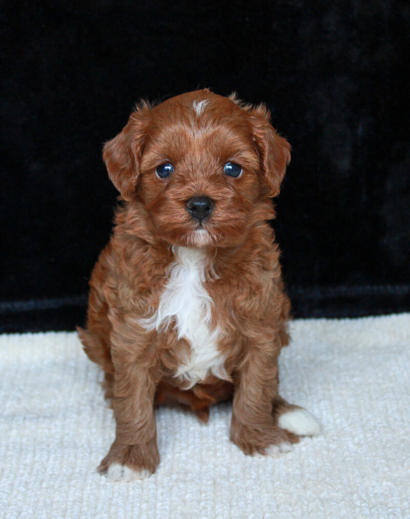 Tumbletwig 4 weeks 2