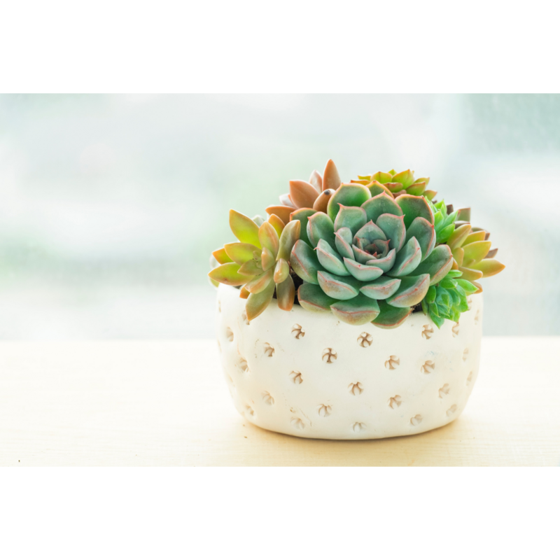 Close up of a potted succulent.