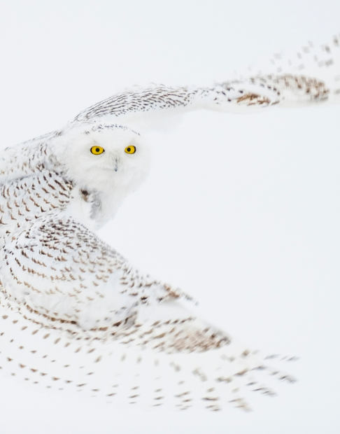 white-owl-rebel-heart-488w