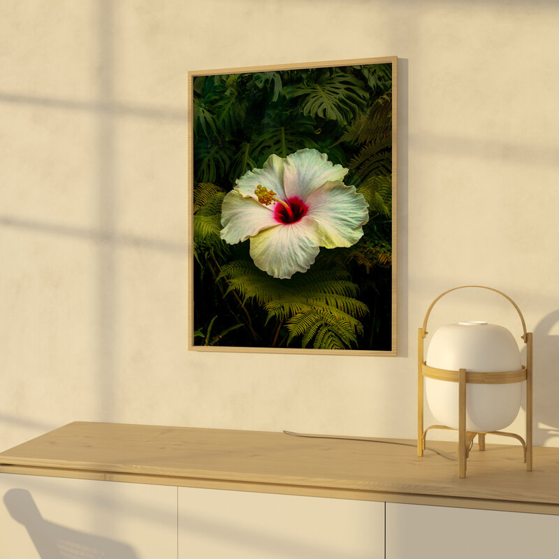 ©FredWGillaspy-HI-White-Hibiscus-2-MU-001