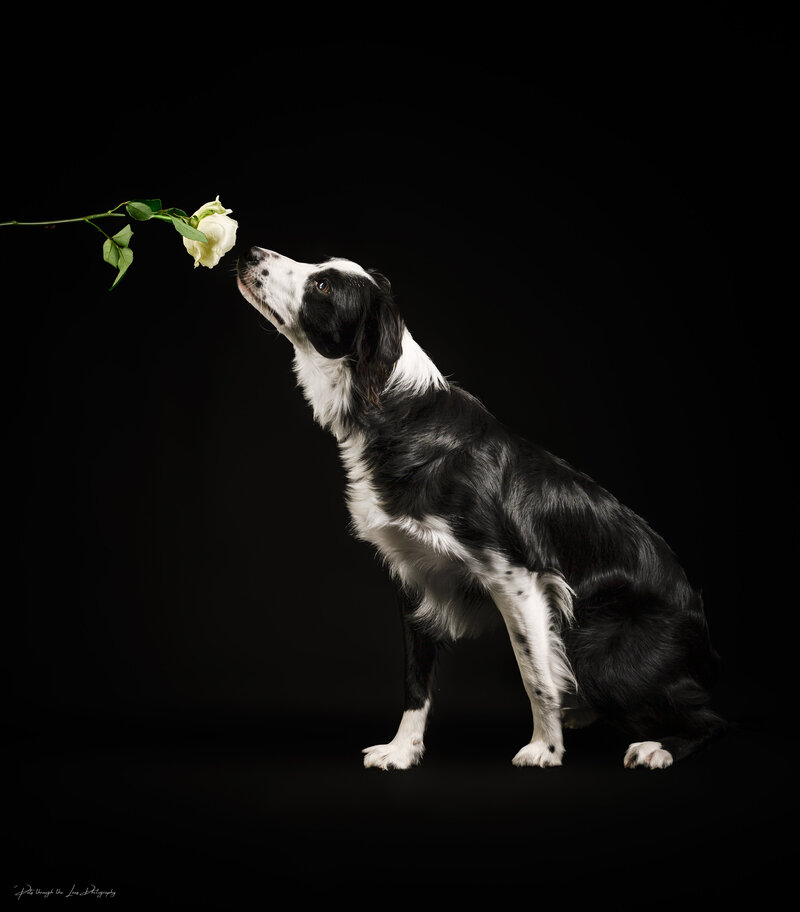 Celebrate your Border Collie’s beauty with a beautiful pet portrait from Pets Through the Lens in Vancouver. Schedule your session today and let us capture your furry friend’s unique personality.