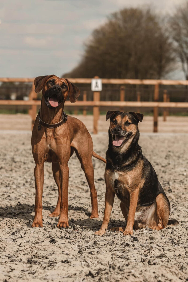 Energetische therapie voor honden, huisdieren en veedieren