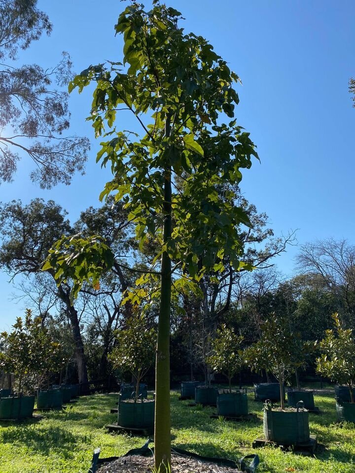 Brachychiton Acerifolius - Illawarra Flame Tree - Australian Native Trees Sydney