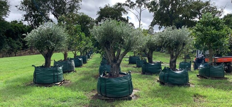 Olive Tree - 'FRANTOIO' - Go Green Nurseries