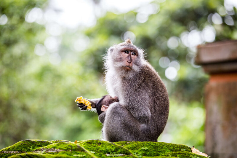 monkey eats banana in Ubud Monkey Forest