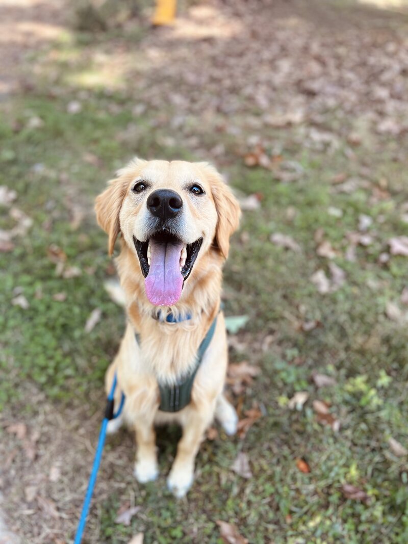 Golden