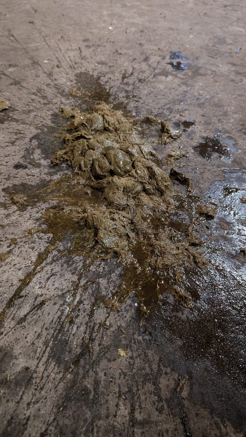 Paard heeft natte mest, of stress mest. Veel natte mest tijdens stress.