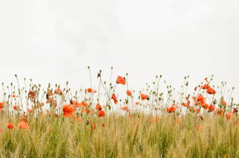 Seedleaves_Foundation_Megan Bio_Poppies