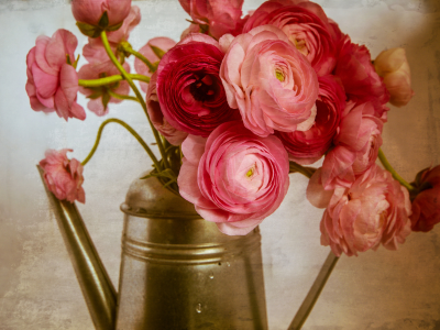 pink peony flowers in a golden teapot