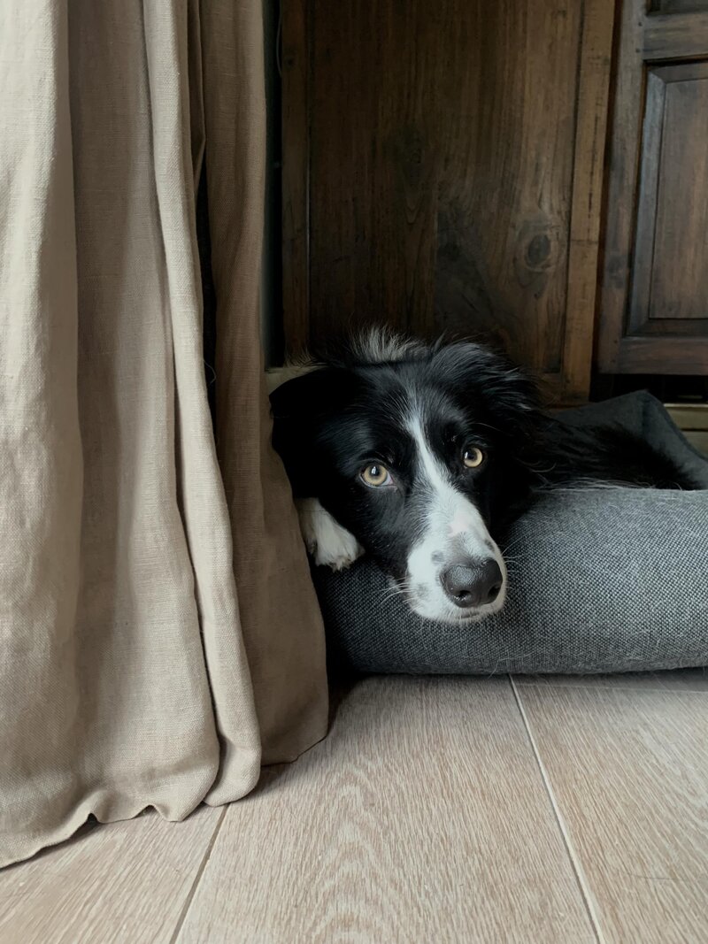 De band met hond Pippa wordt versterkt via communiceren met dieren door Monique Last.