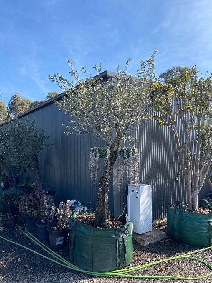 OLEA EUROPAEA 'MANZANILLO'  - go green nurseries - mature trees sydney