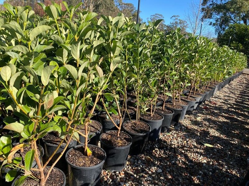 Sweet Viburnum | Viburnum Odoratissimum | Sydney Plants