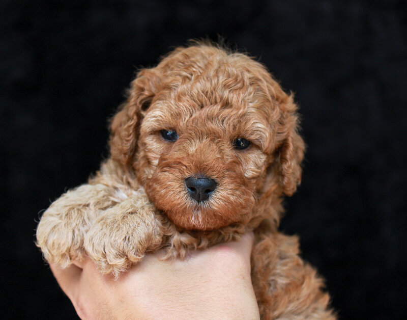 Puddlewick 4 weeks