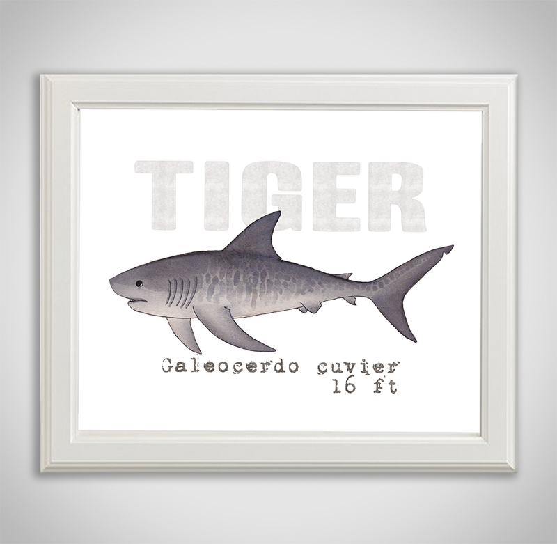 tiger-framed