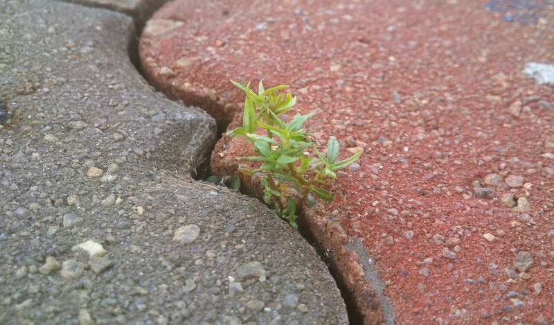 life-335446_1280
