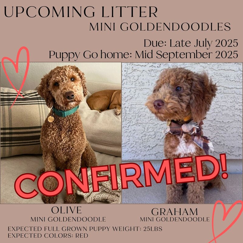 Olive_Graham 2025