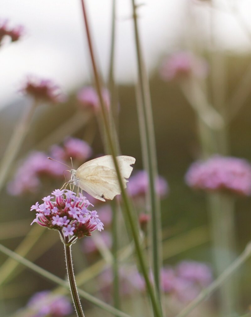 White butterfly resting on a flower in nature, showcasing the beauty of the Alps. Discover more Alpine wildlife and adventures at TheCampusAlps.com.