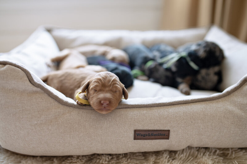 Red goldendoodle puppy Texas breeding.