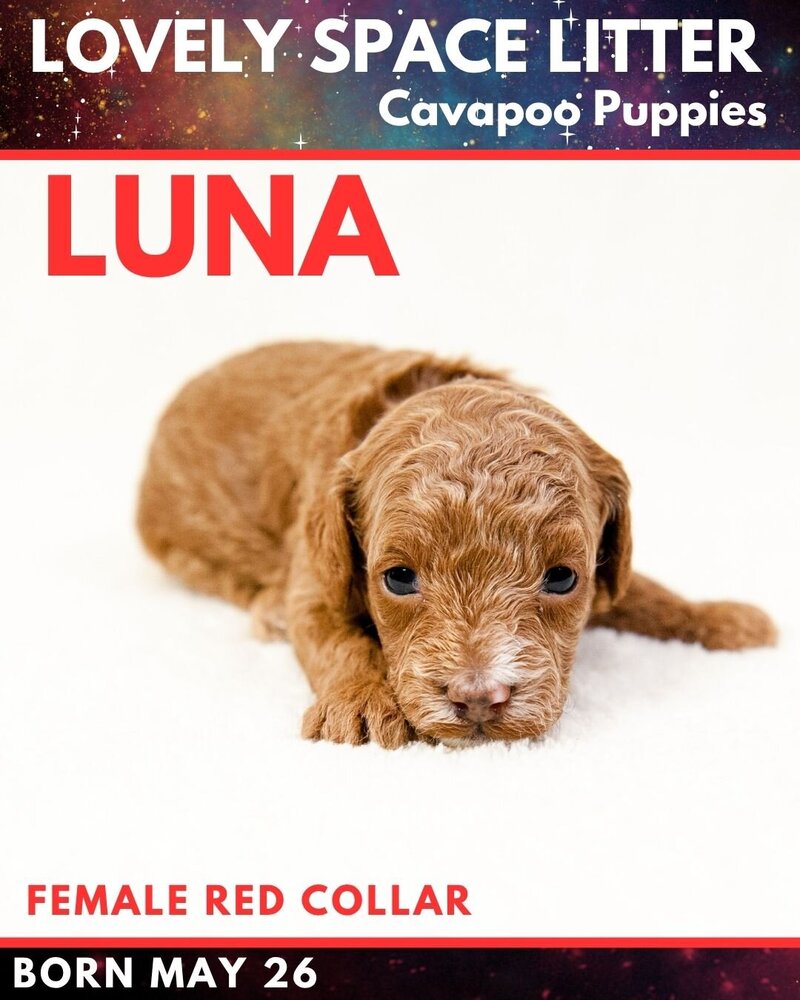 Space - Red Luna Female