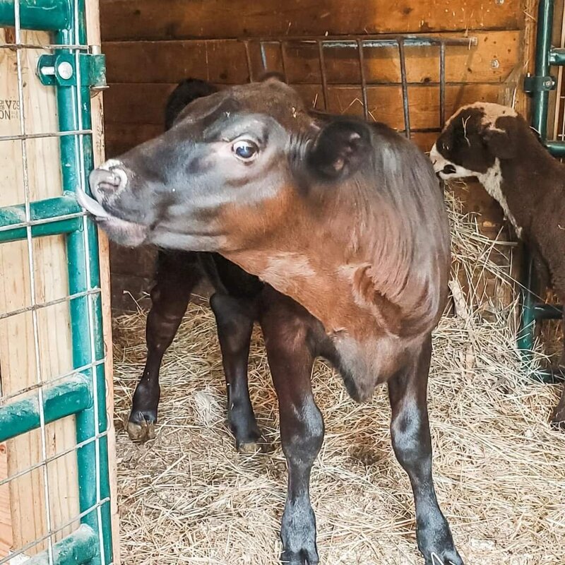 blind calf at farm sanctuary