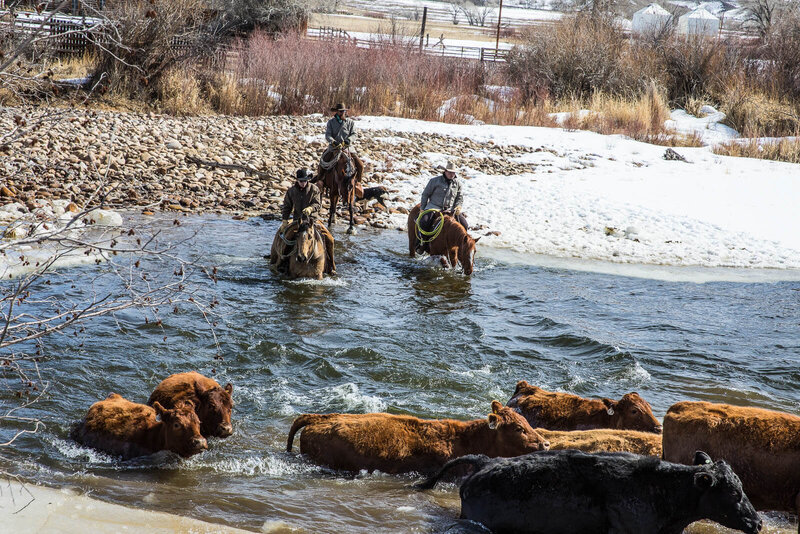 Ranchers moving cattle through River