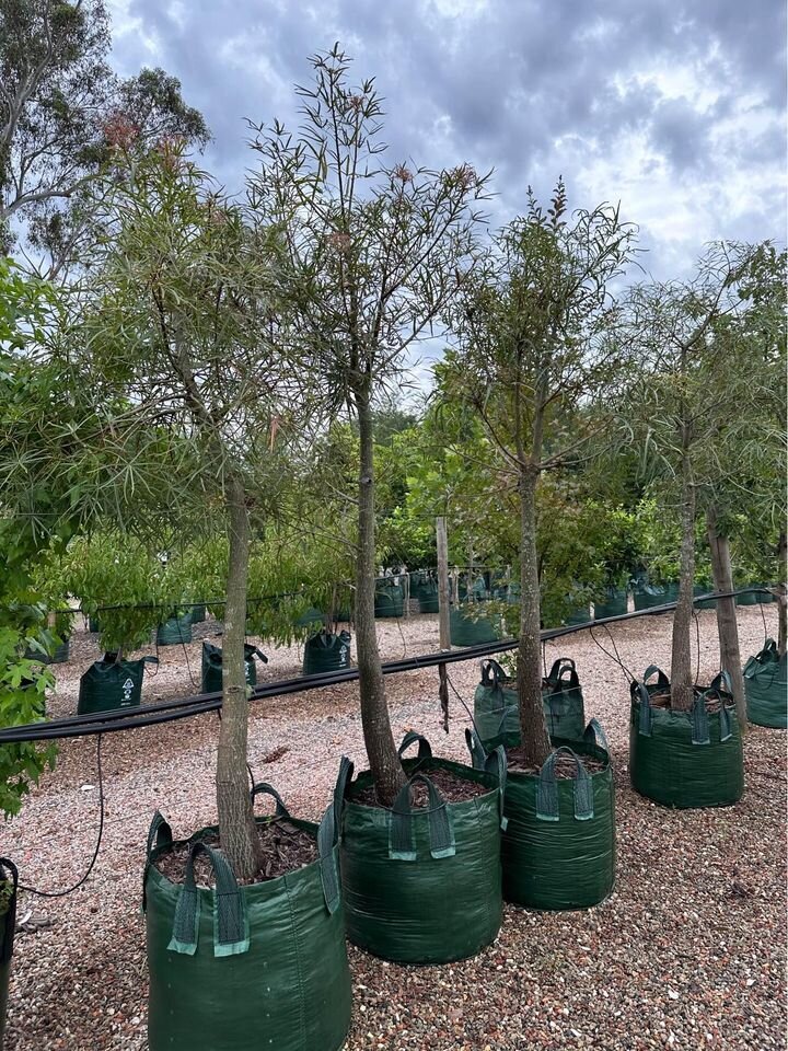 Mature BRACHYCHITON RUPESTRIS - Go Green Nurseries - Sydney Plant Nursery