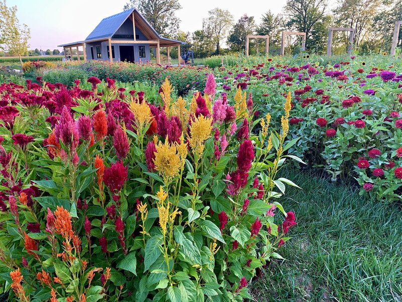 Bloomery Flower Picking Noblesville 01