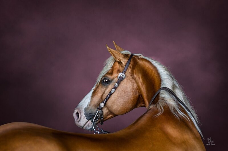 14. Hills Equine Photographer Coloured Background palomino horse Half Steps Photography