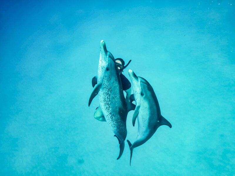 julie rousseau swimming with wild dolphins in the Bahamas