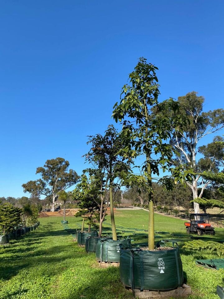 Brachychiton Acerifolius - Illawarra Flame Tree - Australian Native Trees Sydney