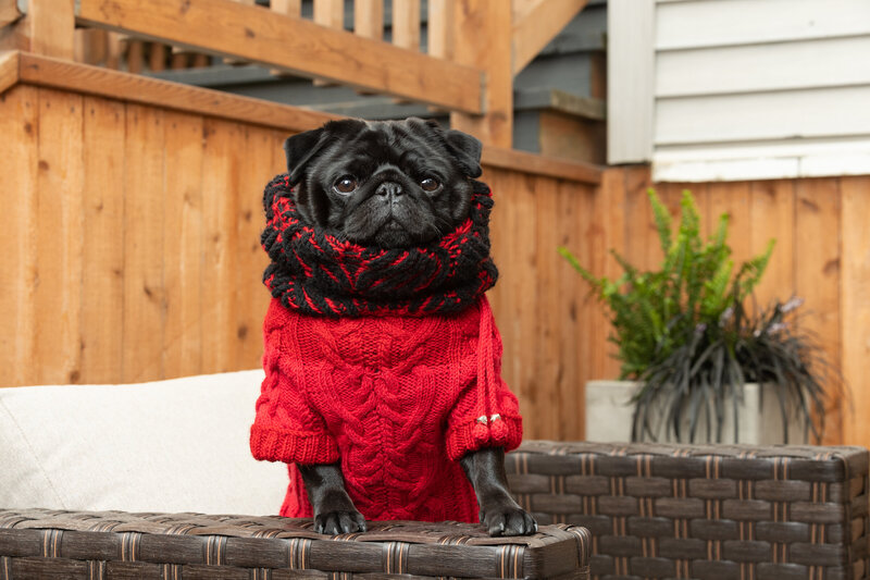 pug in red sweater