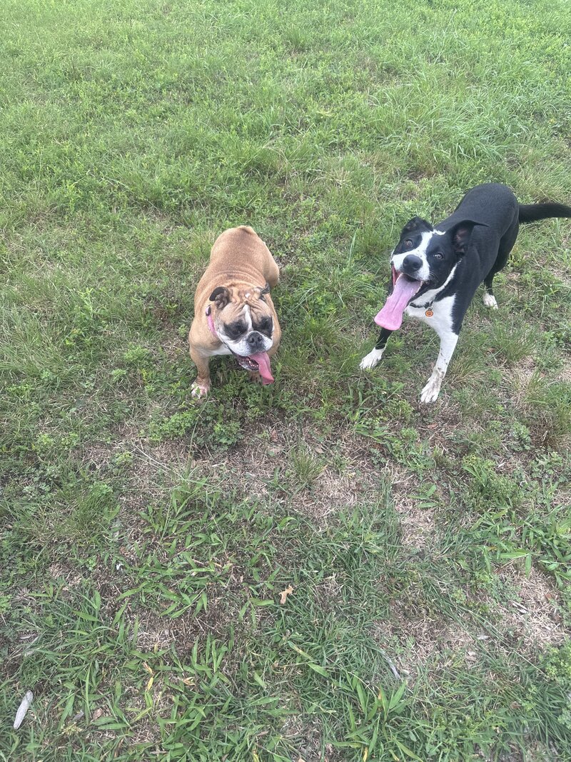 happy dogs with dog sitting and boarding business in fort worth texas