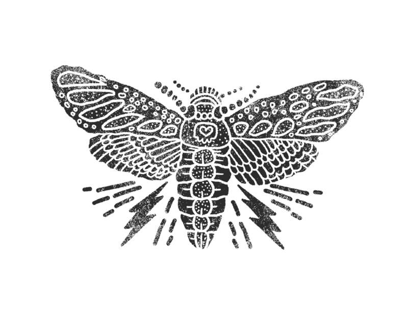 moth-illustration