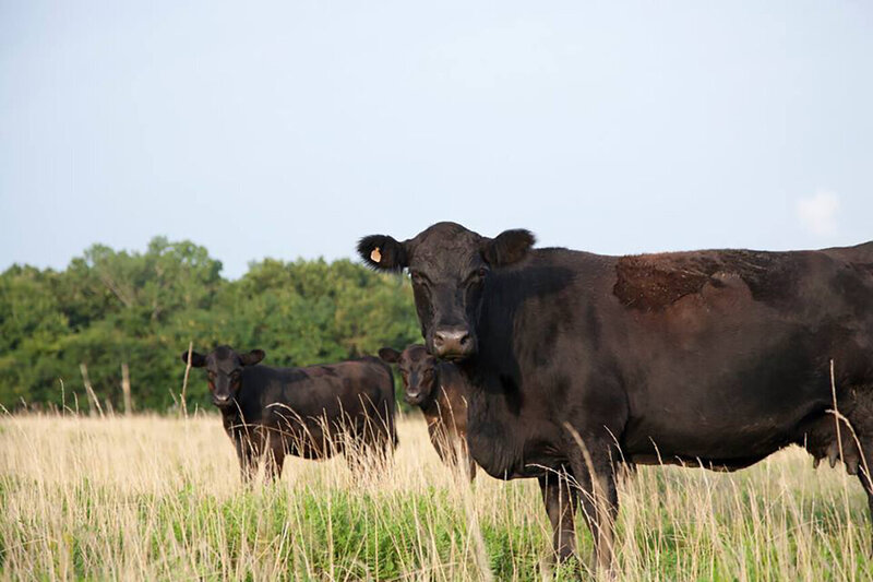 Cows in pasture on a sunny day