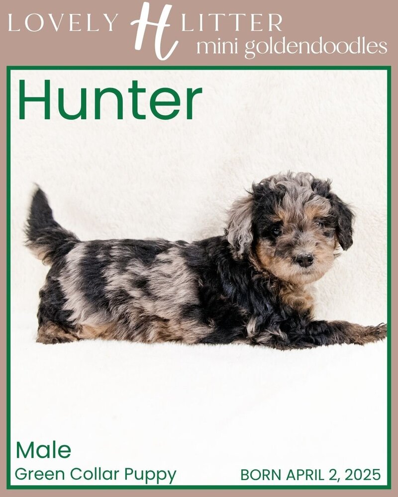 H Puppies - Green Hunter Male