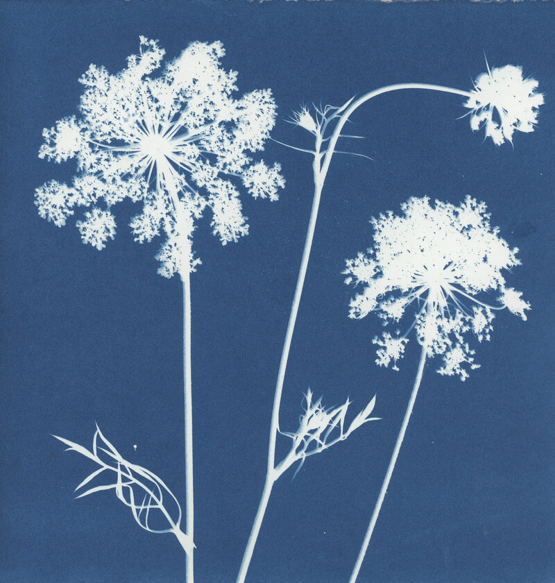 Atwater Designs | Cyanotype Art, Commissions, and Prints