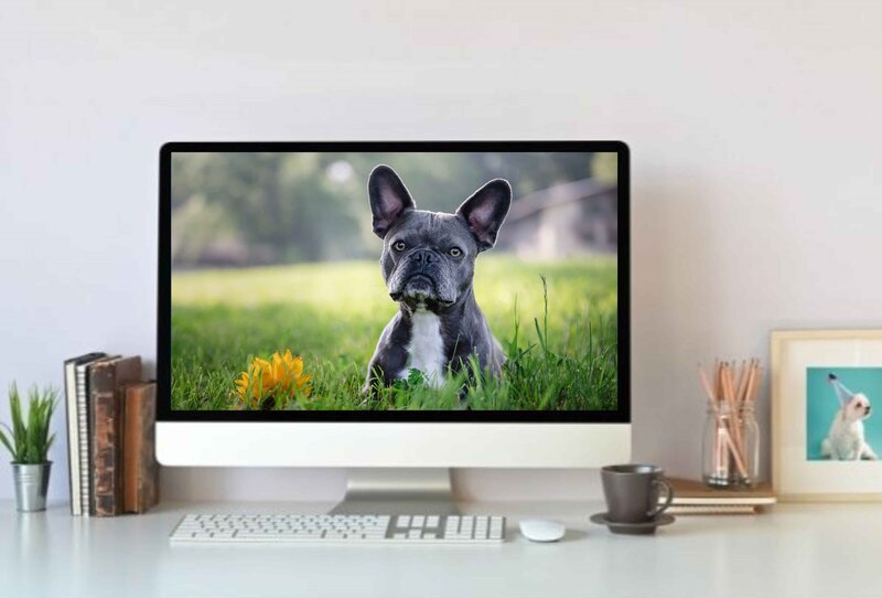 Computer on a desk with a photo of a dog running to a woman