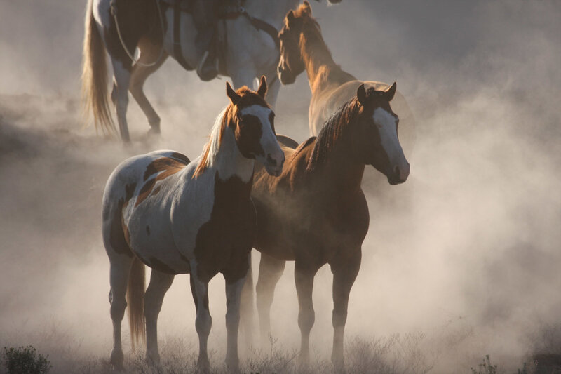wenatchee-horse-photos-yellowstone-cowboys (15)