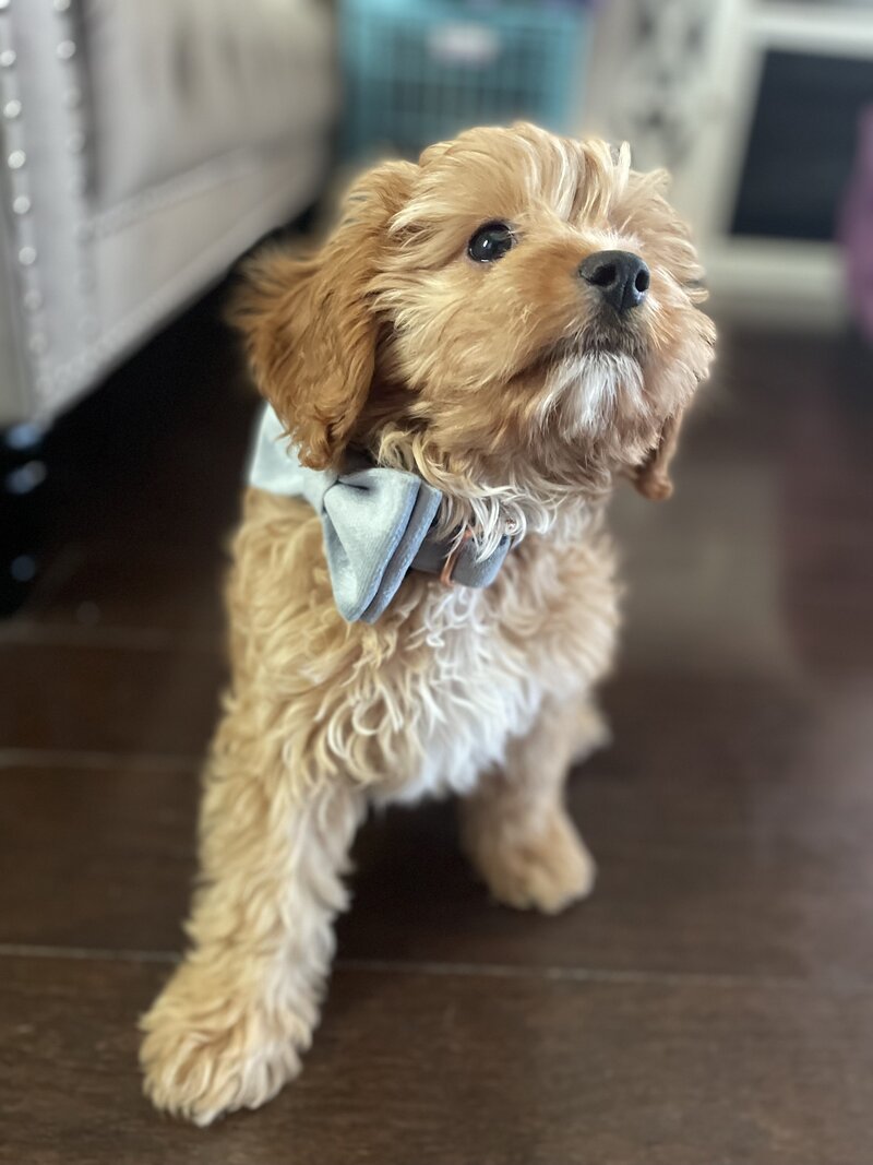 Apricot Cavapoo with blue bow