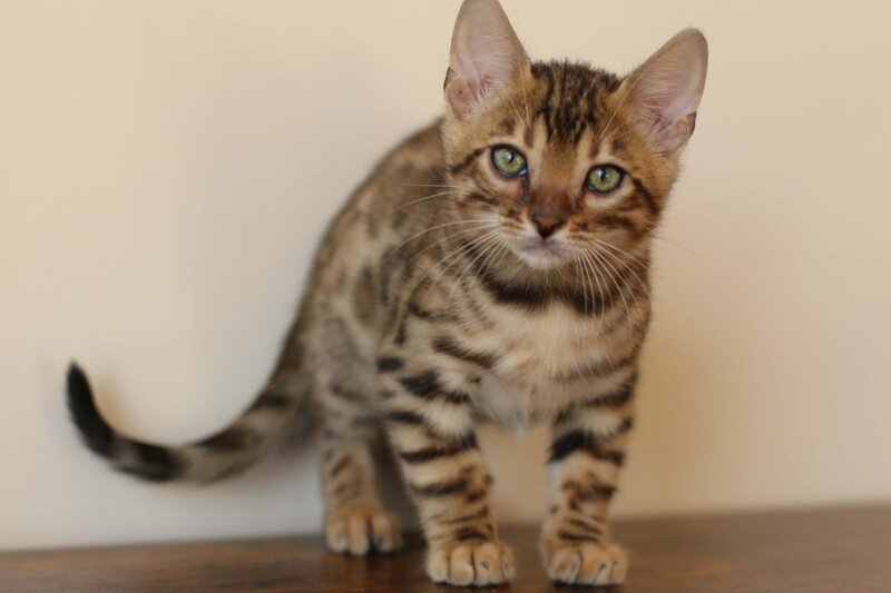 Diva x Bronco_Black_2