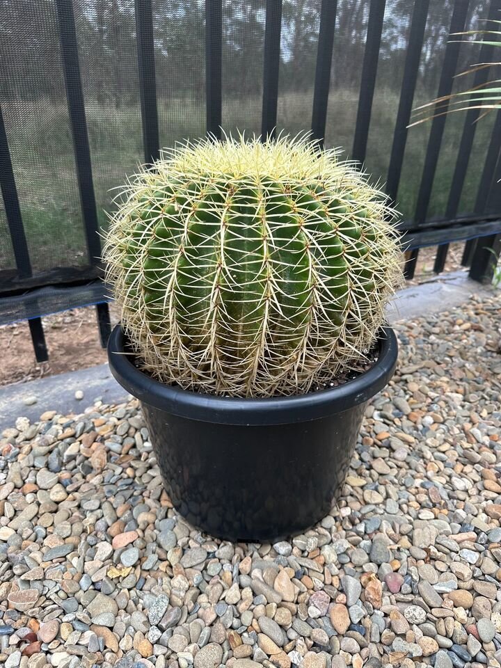 Echinocactus Grusonii | Golden Barrel Cactus