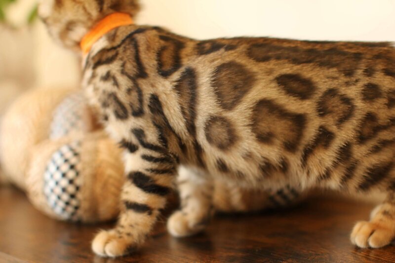 Diva x Bronco_Orange_2